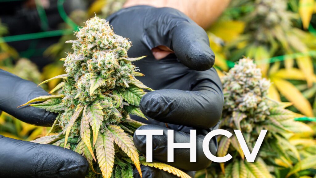 Benefits of THCv